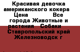 Красивая девочка американского кокера › Цена ­ 35 000 - Все города Животные и растения » Собаки   . Ставропольский край,Железноводск г.